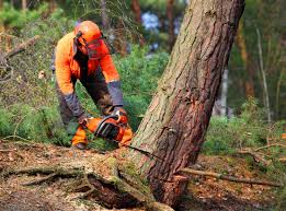 Professional Tree Care  in Mount Ora, OH