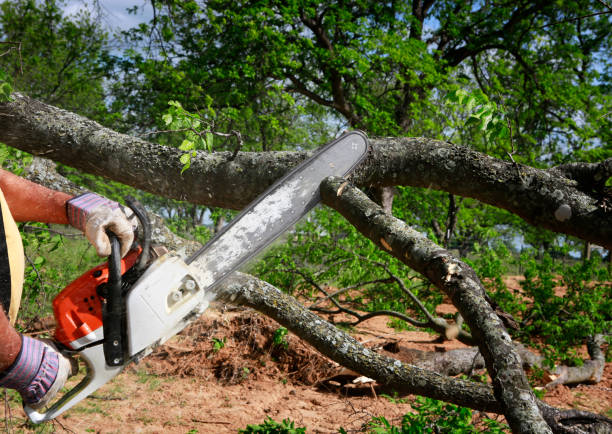 Best Commercial Tree Services  in Mount Ora, OH